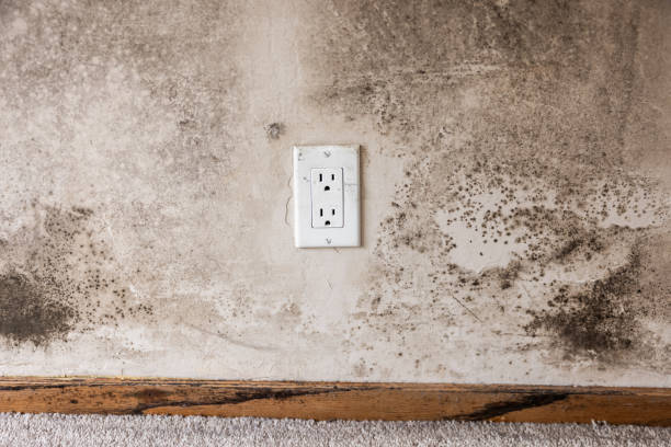  Kokomo, IN Mold Removal Pros
